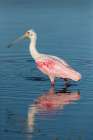 A roseate spoonbill water through shallow water. Art Print
